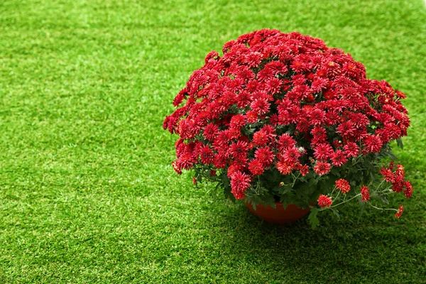 Bellissimi fiori di crisantemo rosso su erba verde — Foto Stock