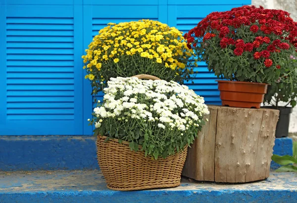 Hermosas flores de crisantemo fresco en las escaleras cerca de persianas azules al aire libre —  Fotos de Stock