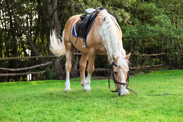 Hermoso caballo palomino pastando en pastos verdes — Foto de Stock