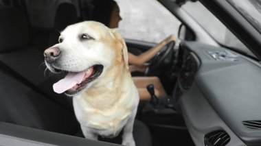 Komik Altın Labrador Retriever köpek ve modern arabada genç kadın