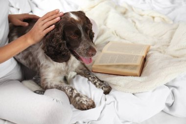 Sevimli Rus Spaniel yatakta sahibi ile, closeup görünümü