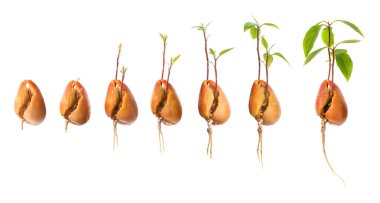 Beyaz arkaplanda büyüyen avokado süreci