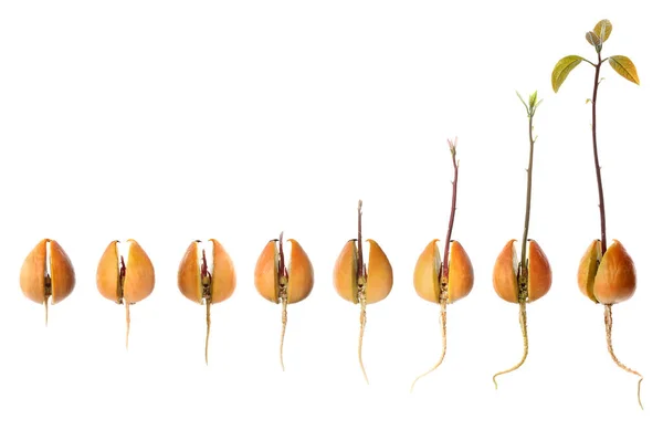 Process of growing avocado on white background — Stock Photo, Image