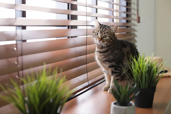Очаровательный кот и комнатные растения на подоконнике дома. Пространство для текста — стоковое фото