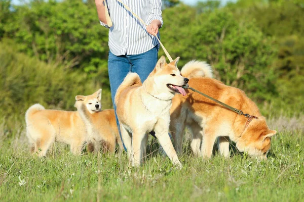 Młody Kobieta chodzenie jej godny podziwu Akita Inu psy w Park — Zdjęcie stockowe