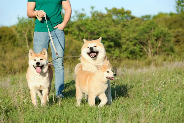 Młody człowiek chodzenie jego godny podziwu Akita Inu psy w Park — Zdjęcie stockowe