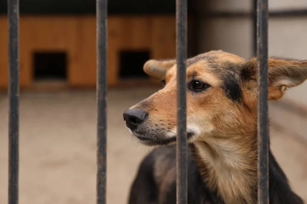 Cão sem-teto na gaiola no abrigo de animais ao ar livre. Conceito de voluntariado — Fotografia de Stock