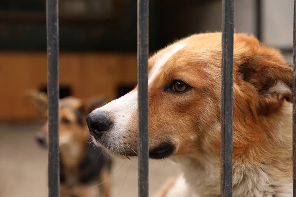 Cães sem-teto na gaiola no abrigo de animais ao ar livre. Conceito de voluntariado — Fotografia de Stock