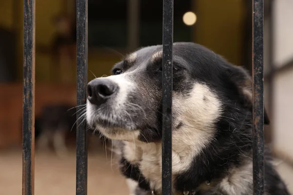 Perros sin hogar en jaula en un refugio de animales al aire libre. Concepto de voluntariado — Foto de Stock