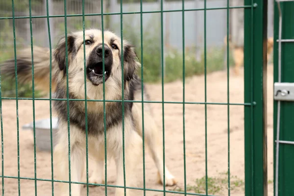 Perro sin hogar en jaula en refugio de animales al aire libre. Concepto de voluntariado — Foto de Stock