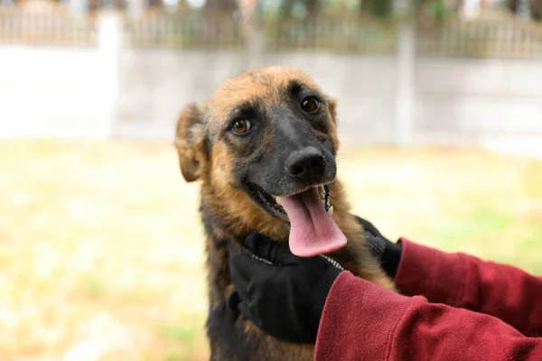 Mujer voluntaria con perro sin hogar en refugio de animales al aire libre — Foto de Stock