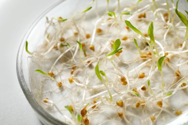 Masadaki petri kabında hardal tohumlarının çimlenme ve enerji analizi, yakın plan. Laboratuvar araştırması