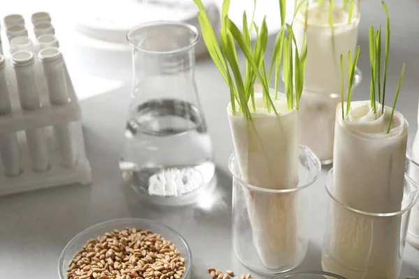 Ontkieming en energie-analyse van planten op tafel in het laboratorium. Papieren handdoekmethode — Stockfoto