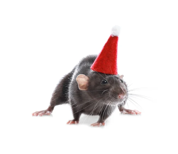 Милая маленькая крыса в шляпе Санты на белом фоне. Китайский новогодний символ — стоковое фото