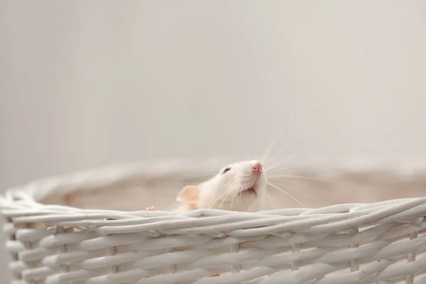 Niedliche kleine Ratte im Korb vor hellem Hintergrund — Stockfoto