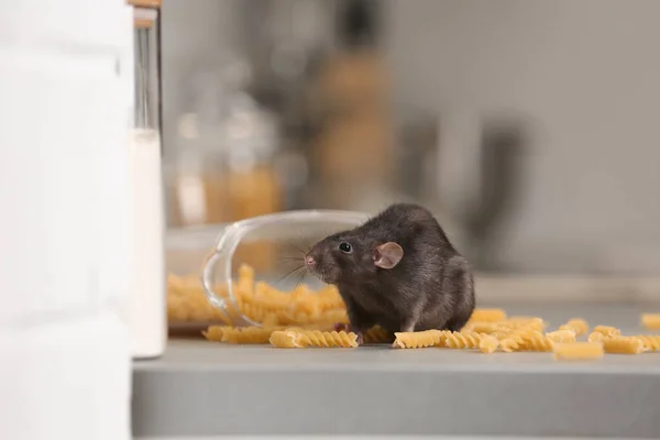 Ratte in der Nähe offenen Behälters mit Nudeln auf Küchentisch. Haushaltsschädling — Stockfoto