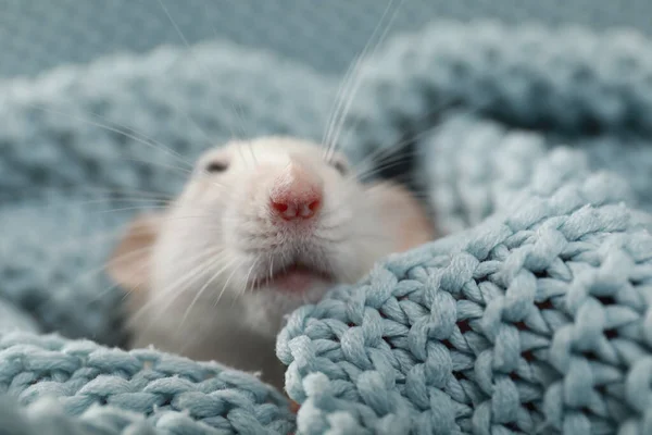 Mignon petit rat enveloppé dans une couverture en tricot doux, gros plan — Photo