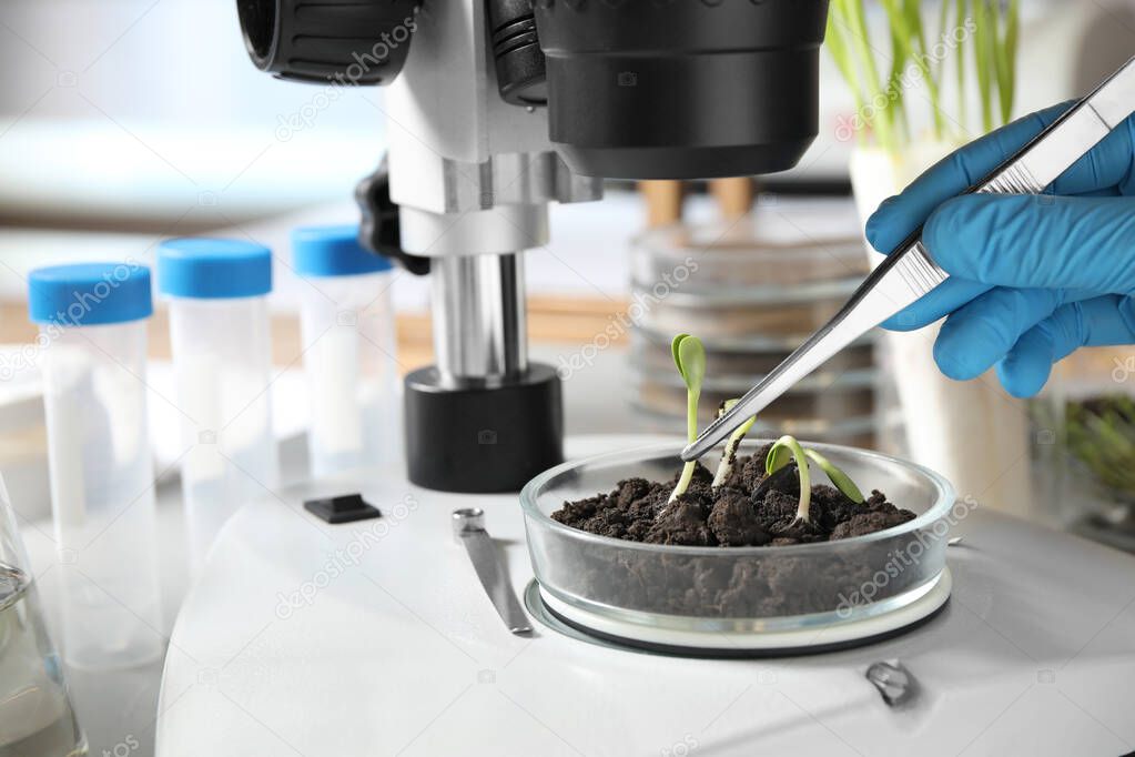 Scientist doing phytopathological testing of plants with microscope in laboratory, closeup