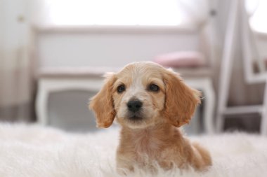 Şirin İngiliz Cocker Spaniel köpek yavrusu tüylü halı içinde