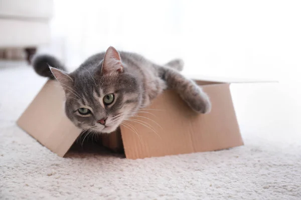 Симпатичная серая кошка Тэбби в картонной коробке на полу дома — стоковое фото