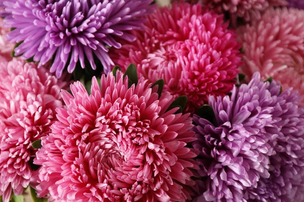 Beautiful aster flowers as background, closeup view — Stock Photo, Image