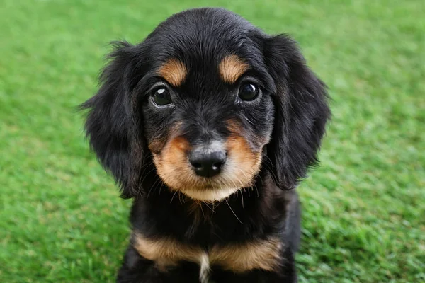 Cute English Cocker Spaniel puppy on green grass — Stock Photo, Image