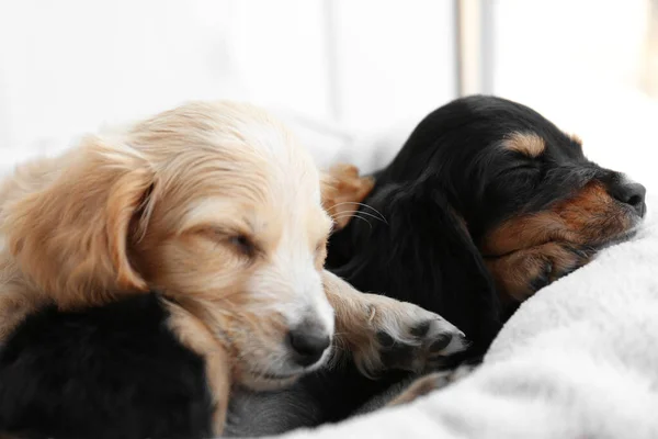 Tatlı İngiliz Cocker Spaniel köpekleri yumuşak ekose üzerinde uyuyorlar. — Stok fotoğraf