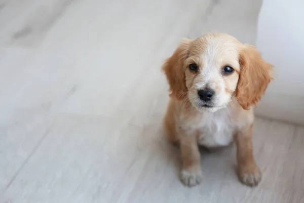 Carino inglese Cocker Spaniel cucciolo seduto sul pavimento al chiuso. Spazio per testo — Foto Stock