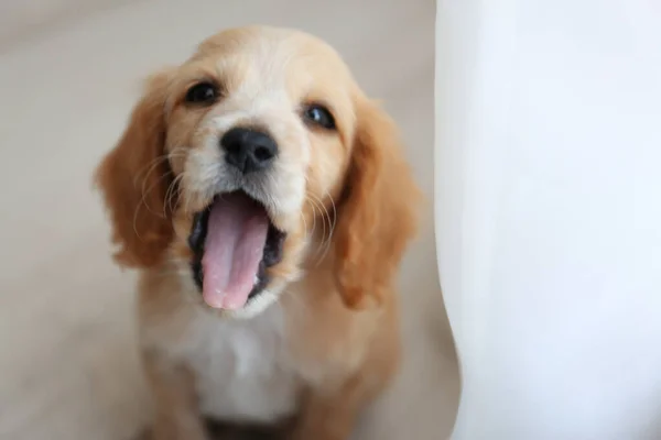 Süße englische Cockerspaniel Welpen drinnen. Raum für Text — Stockfoto