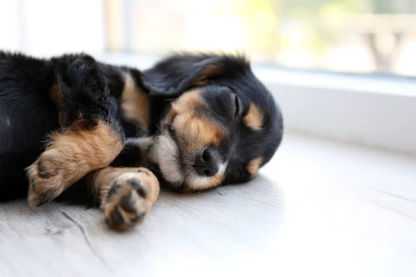 Cute English Cocker Spaniel puppy sleeping on floor indoors. Space for text — Stock Photo, Image