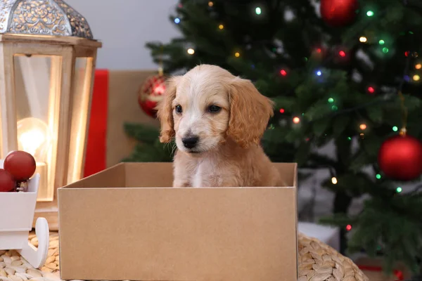 Schattig Engels Cocker Spaniel puppy in kerstpakket doos binnen — Stockfoto
