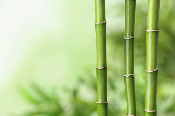 绿竹子生长在模糊的背景上. 案文的篇幅 — 图库照片