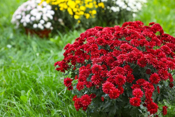 Nádherný kvetoucí Chryzanthemum venku. Podzimní květiny — Stock fotografie