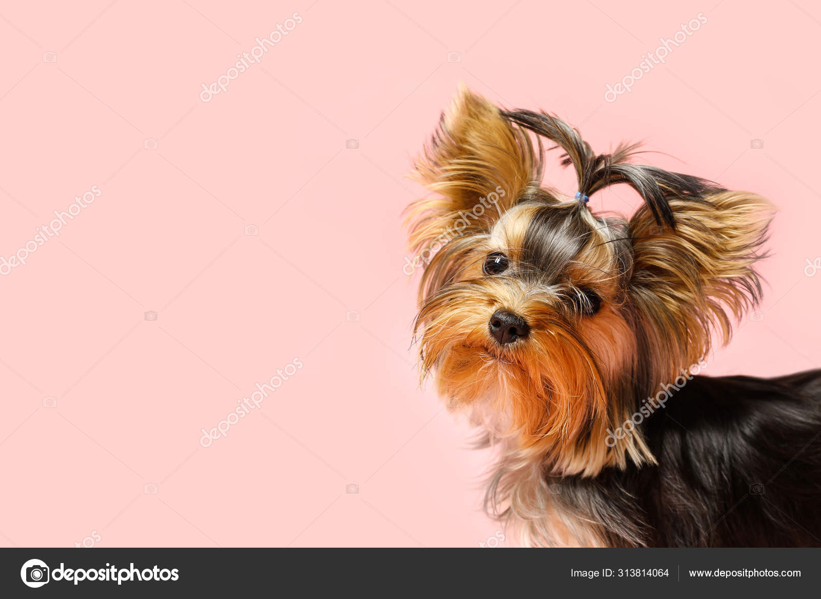 ピンクの背景に愛らしいヨークシャーテリア テキストのためのスペース かわいい犬 ストック写真 C Newafrica ピンクの背景に愛らしいヨークシャーテリア テキストのためのスペース かわいい犬 ストック写真 C Newafrica