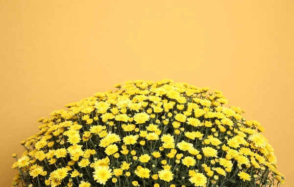 Vackra färska krysantemum blommor på gul bakgrund — Stockfoto