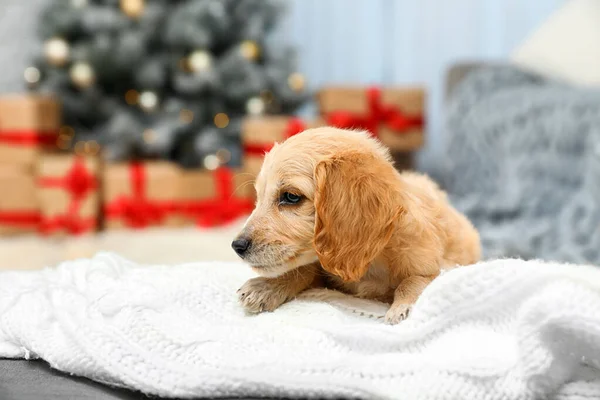 Adorable Russian Cocker Spaniel puppy on warm blanket indoors. Зимний сезон — стоковое фото