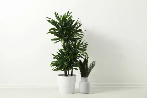 Tropical plants with lush leaves on floor near white wall — Stock Photo, Image