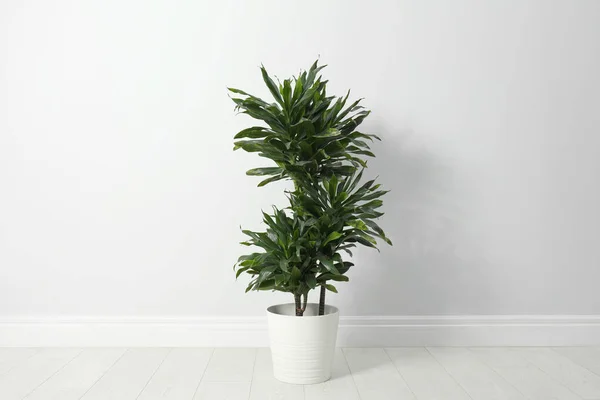 Planta tropical com folhas exuberantes no chão perto da parede branca — Fotografia de Stock