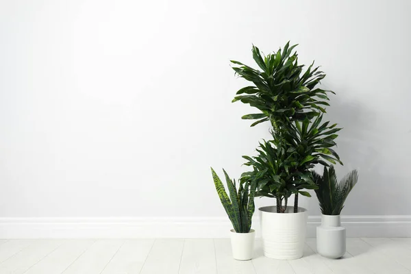 Tropische planten met weelderige bladeren op de vloer in de buurt van witte muur. Ruimte voor tekst — Stockfoto