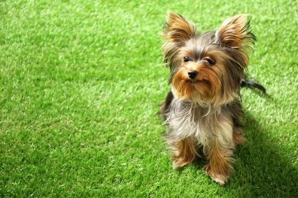 Adorable Yorkshire terrier on green grass, space for text. Cute dog — Stock Photo, Image