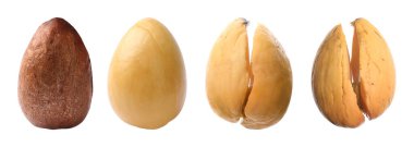 Beyaz arkaplanda büyüyen avokado süreci