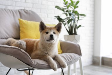 Şirin bir Akita Inu köpeği ve ev bitkileri.