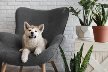 Şirin bir Akita Inu köpeği ve ev bitkileri.