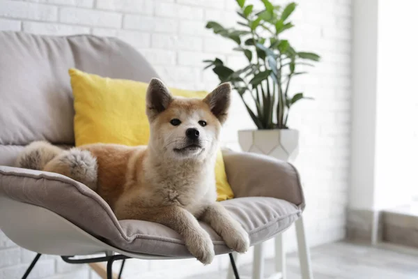 Cute pies Akita Inu na fotel w pokoju z roślin domowych — Zdjęcie stockowe