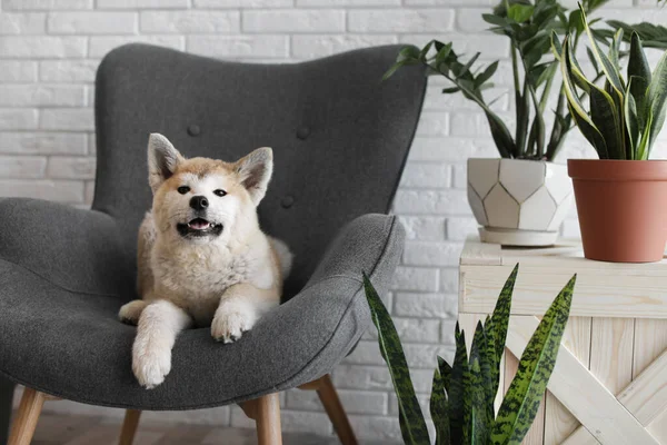 Söt Akita Inu hund på fåtölj i rummet med krukväxter — Stockfoto