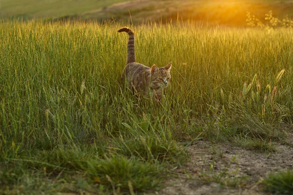 Lindo gato tabby caminando en campo verde al atardecer —  Fotos de Stock