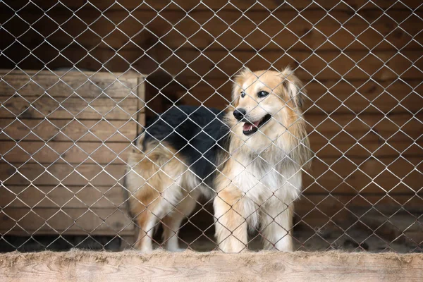 Gaiola com cães sem abrigo no abrigo de animais. Conceito de voluntariado — Fotografia de Stock