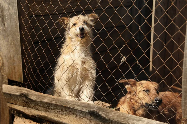 Gaiola com cães sem abrigo no abrigo de animais. Conceito de voluntariado — Fotografia de Stock