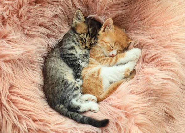 Lindos gatitos durmiendo en manta peluda rosa, vista superior —  Fotos de Stock