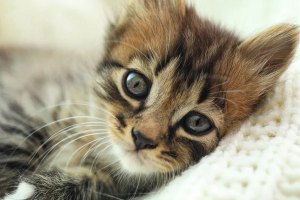 Søt liten kattunge på hvitt strikket teppe, med nærbilde – stockfoto